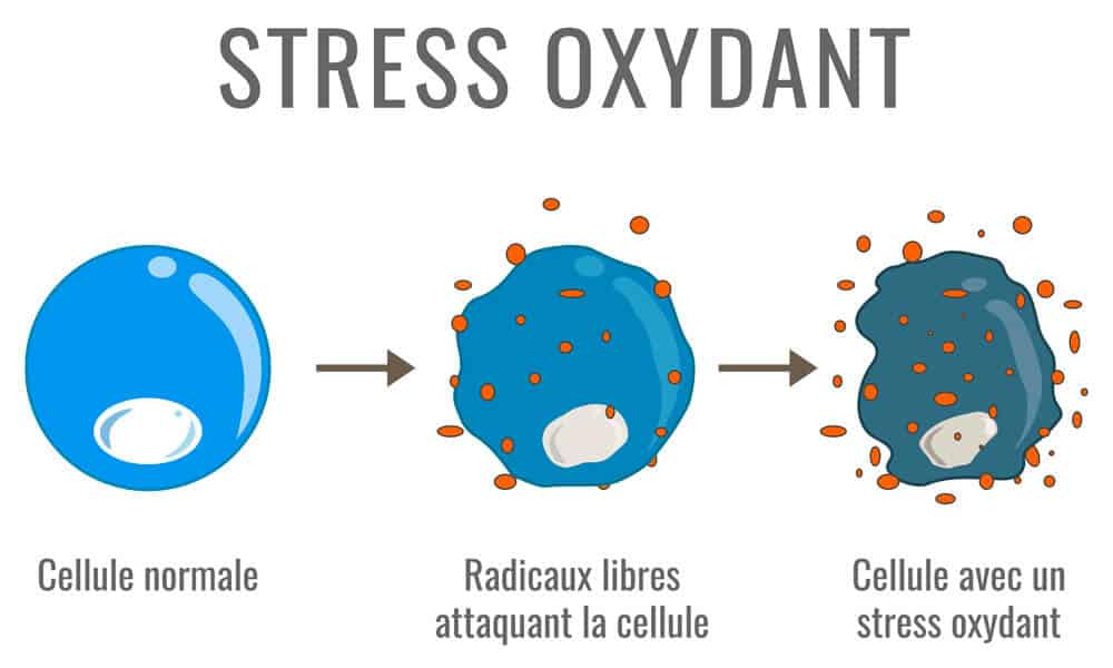 stress oxydatif Dommages sur vos cellules