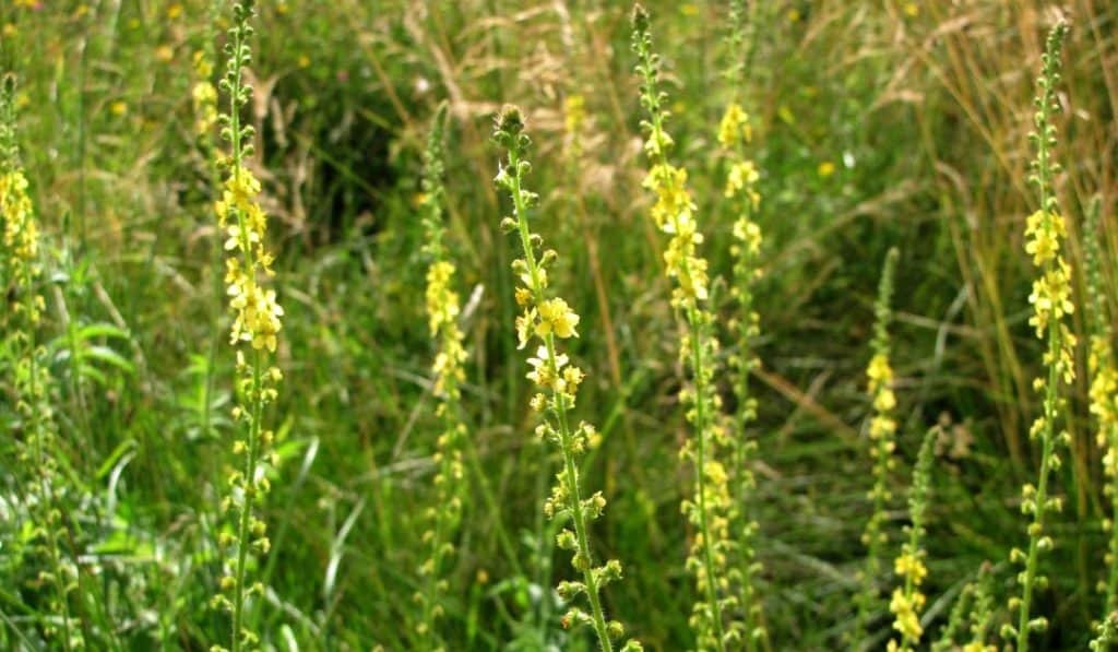 Aigremoine : Remèdes floraux traditionnels