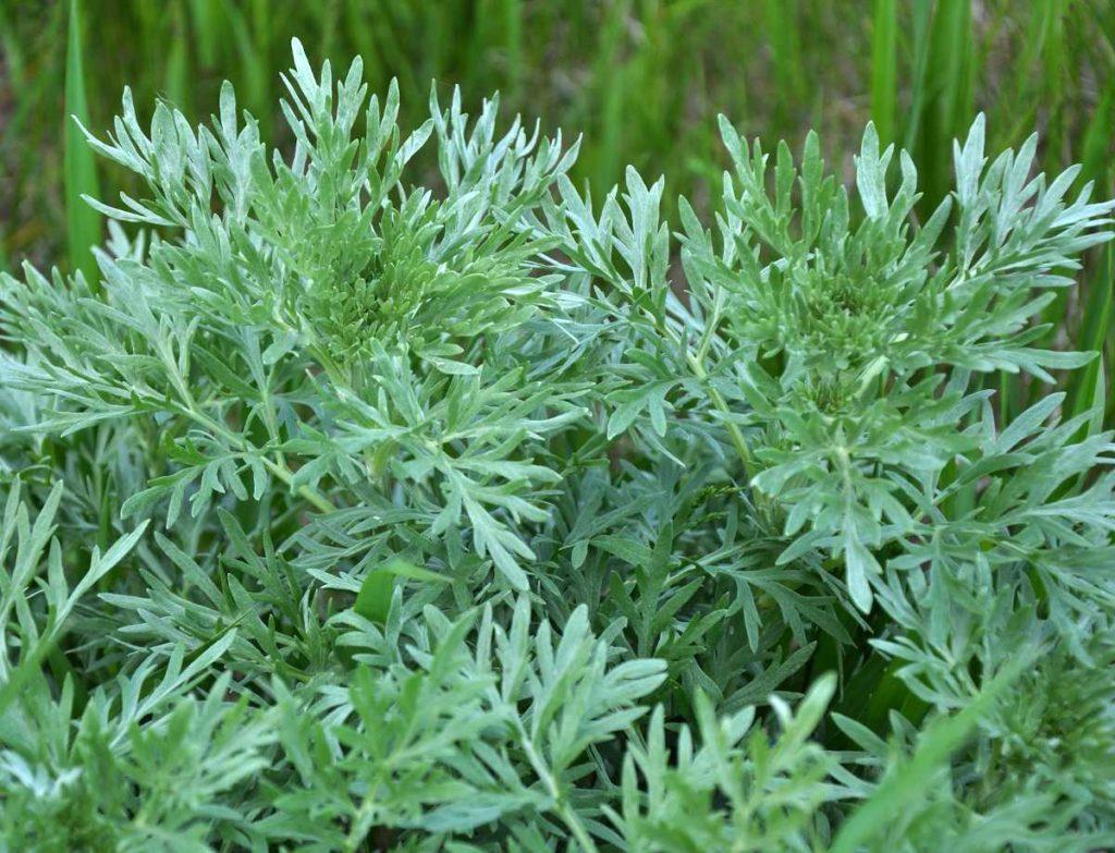 Absinthe : Artemisia absinthium - Détox au naturel