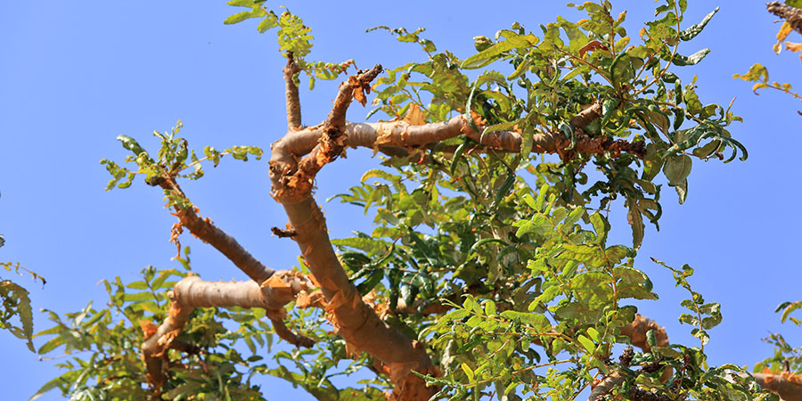 arbre Boswellia serrata