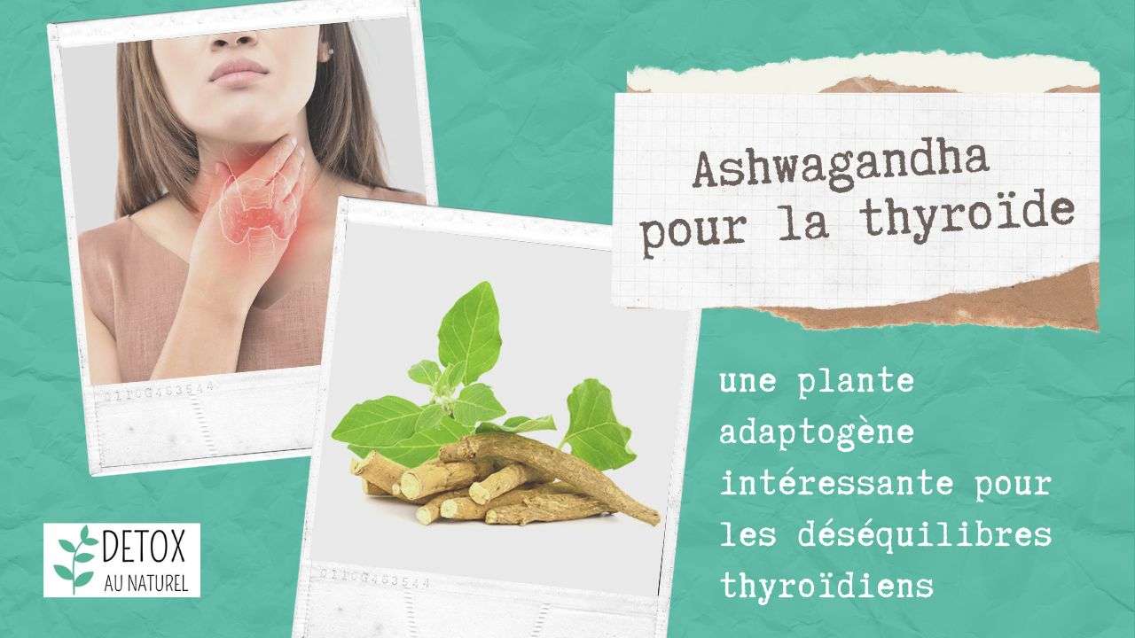 Ashwagandha pour la thyroïde : une plante adaptogène intéressante pour les déséquilibres thyroïdiens