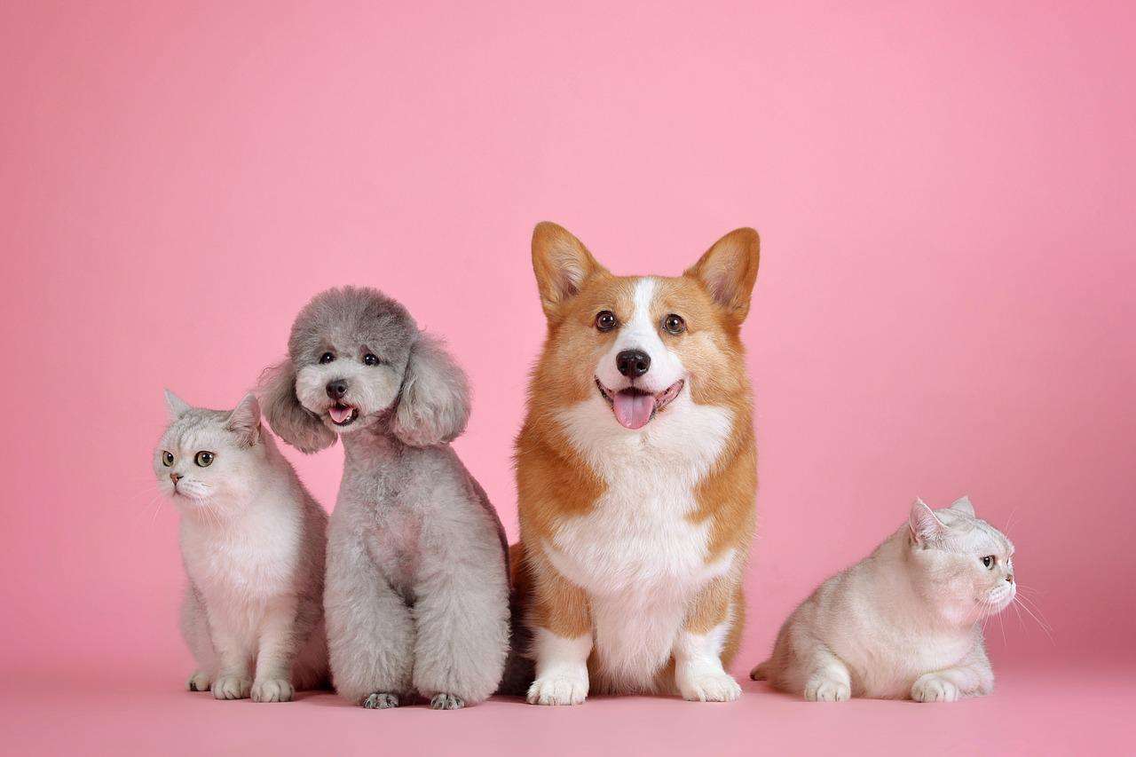 Boutique Gamme Animaux