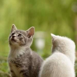 Gamme Animaux