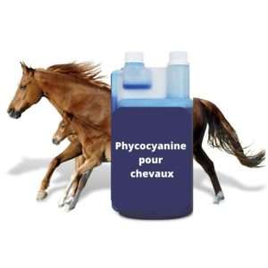 Phycocyanine pour chevaux