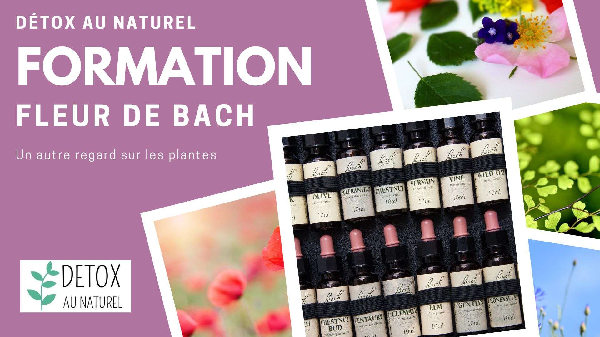 Formation Fleurs de Bach : Élixirs floraux – Remèdes du Dr Bach